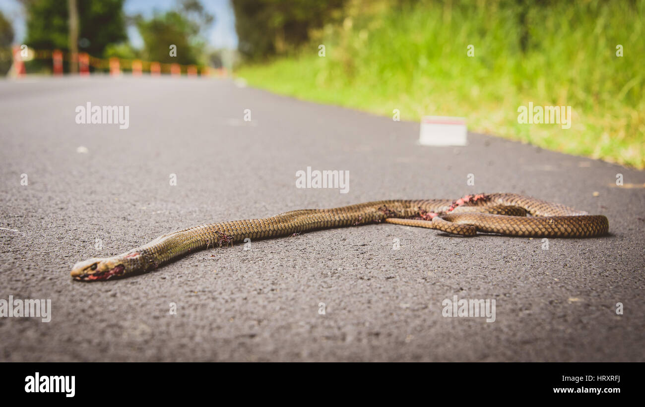 Dead Eastern Brown Snake Stock Photo