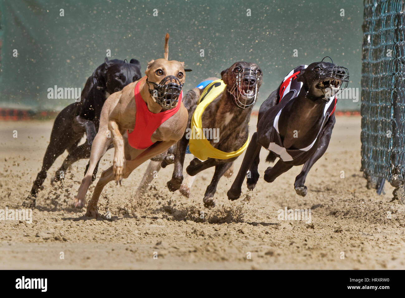 Greyhound racing, EM 2015 Hünstetten , Germany, Europe Stock Photo