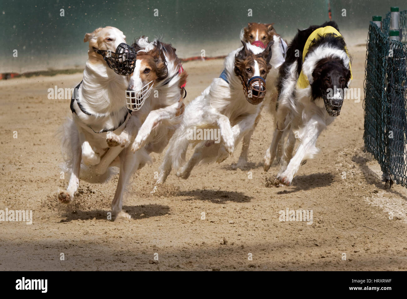 Greyhound racing, EM 2015 Hünstetten , Germany, Europe Stock Photo