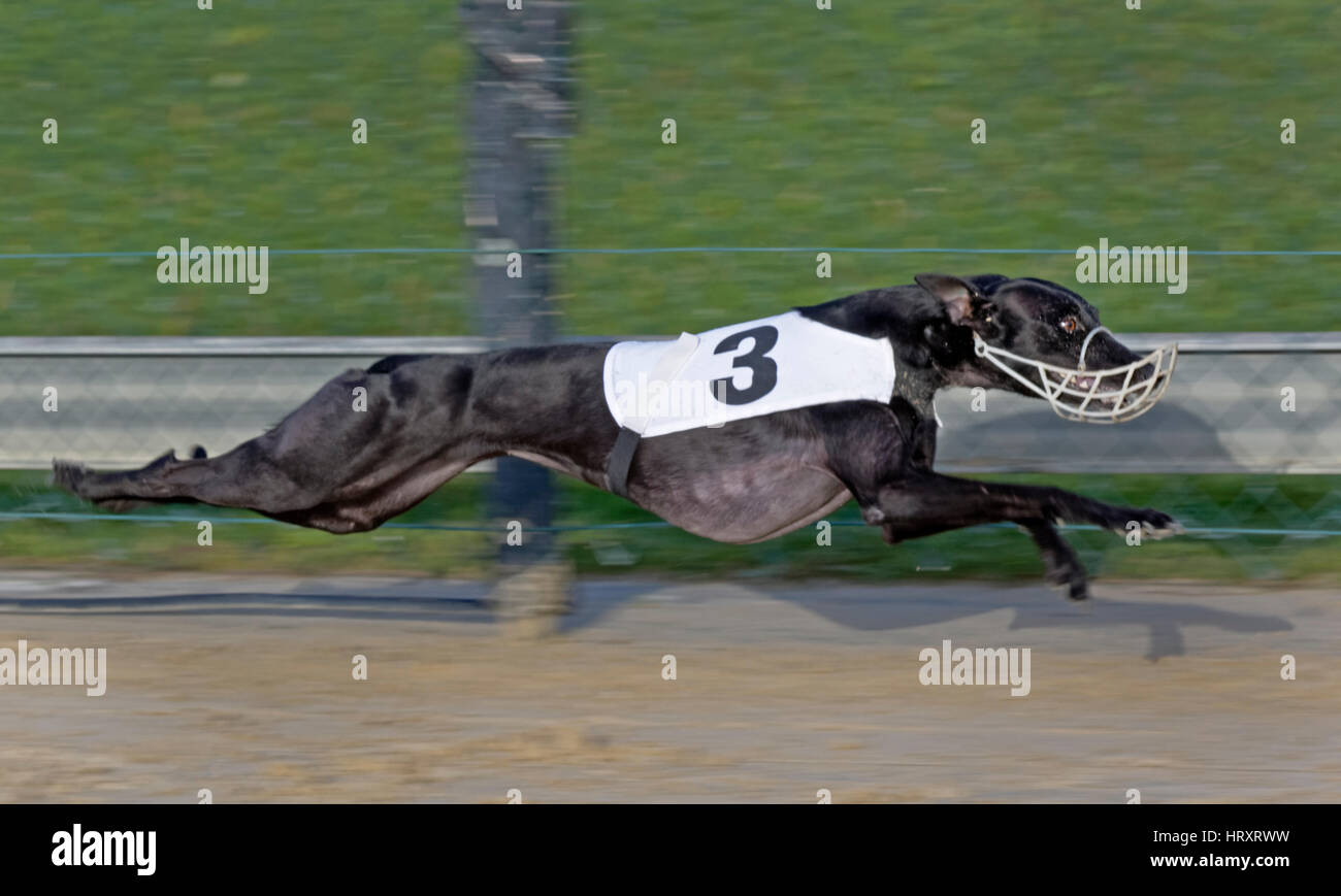 Greyhound racing, EM 2015 Hünstetten , Germany, Europe Stock Photo