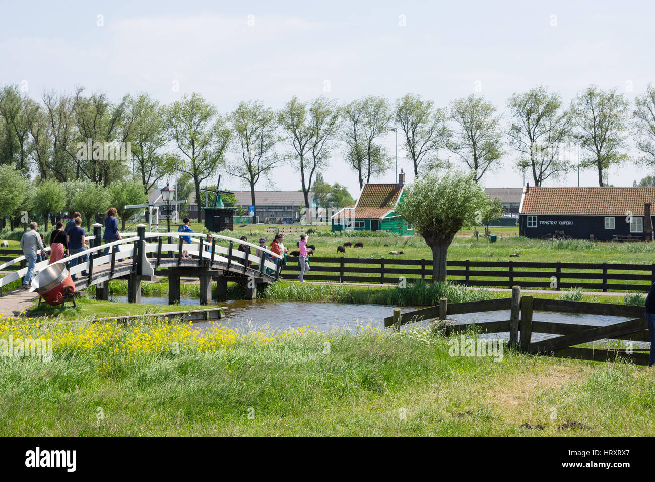 Many tourists enjoying the beautiful countryside of Zaanse Shans in The Netherlands Stock Photo