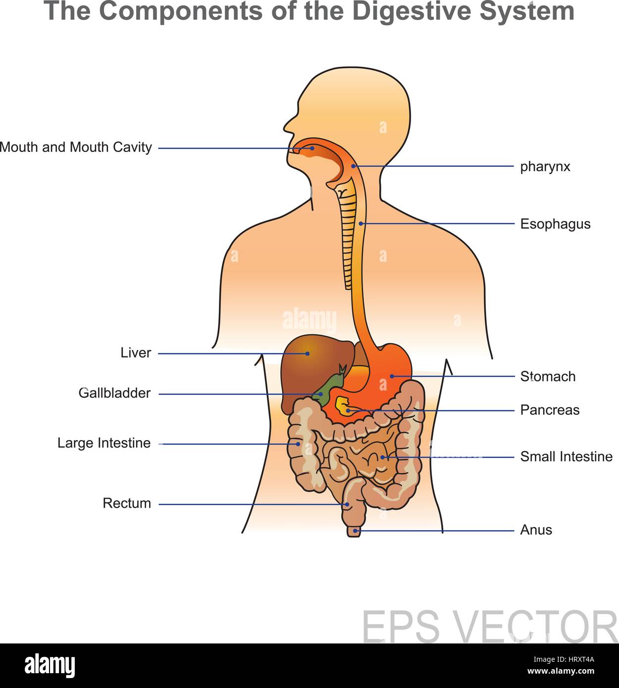 The human digestive system consists of the gastrointestinal tract plus the accessory organs of digestion (the tongue, salivary glands, pancreas, liver Stock Vector