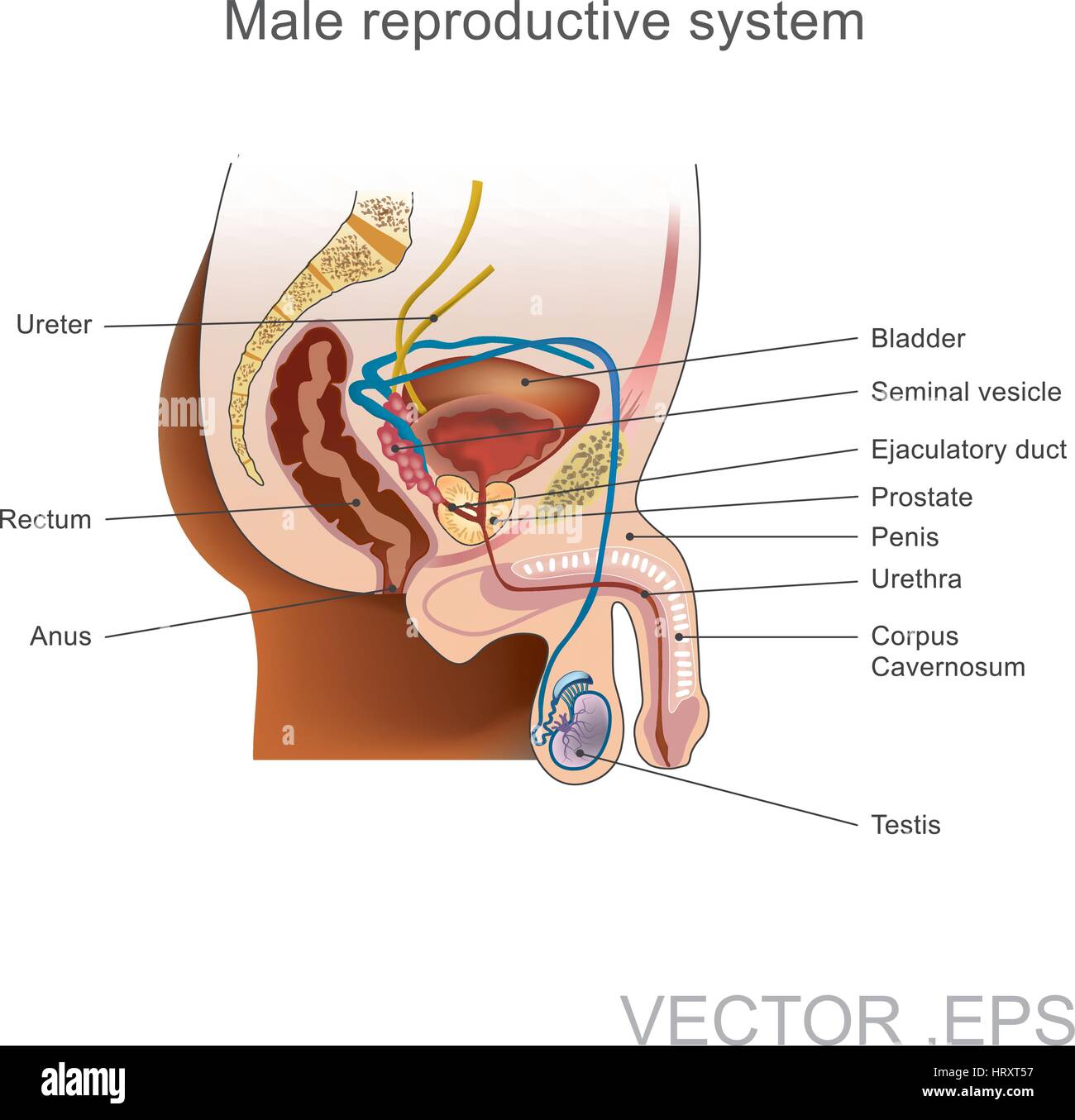 The male reproductive system consists of a number of sex organs that play a  role in the process of human reproduction Stock Vector Image \u0026 Art - Alamy, image size:1300x1355