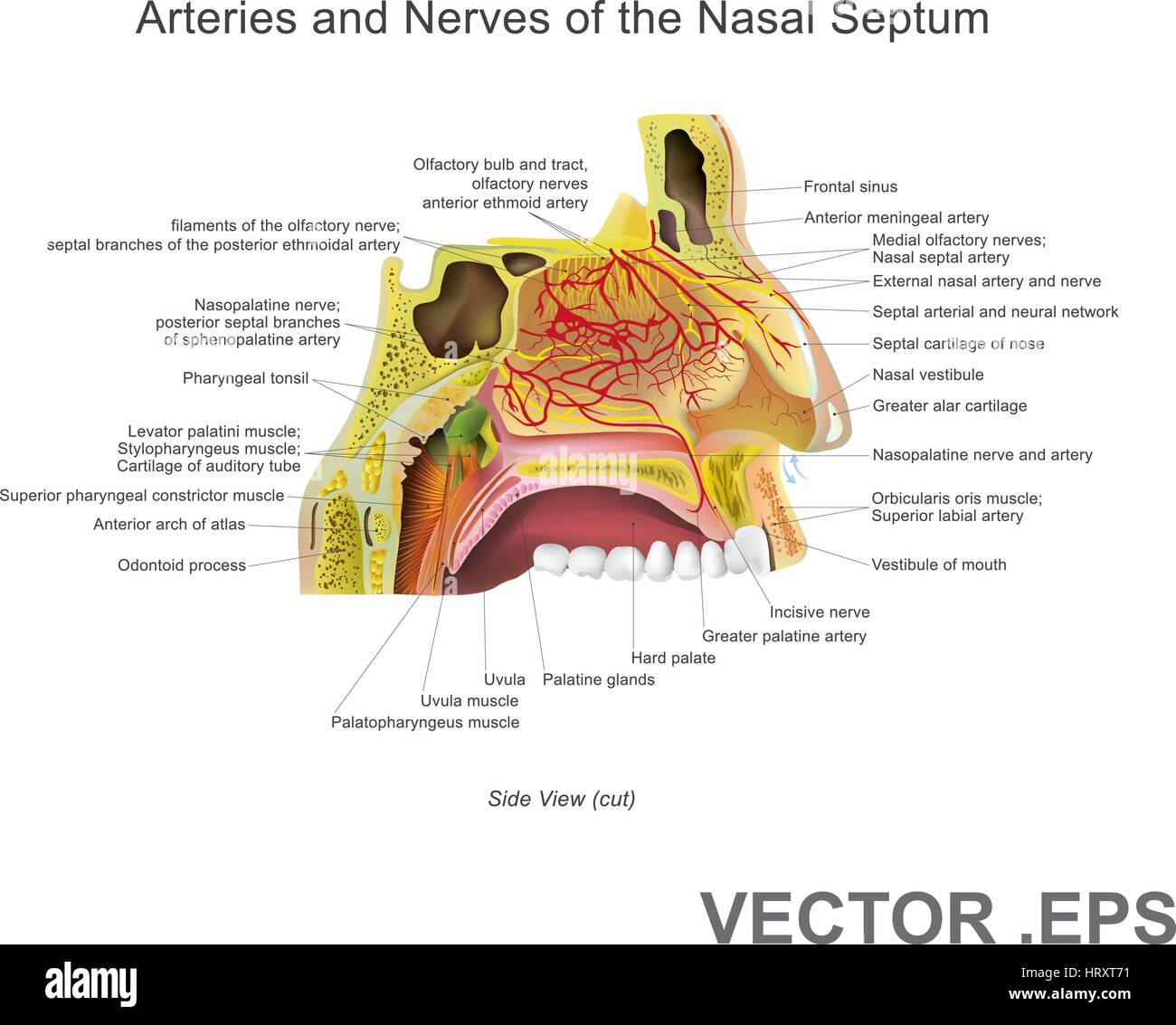The nasal cavity (or nasal fossa) is a large air filled space above and behind the nose in the middle of the face. Each cavity is the continuation of  Stock Vector