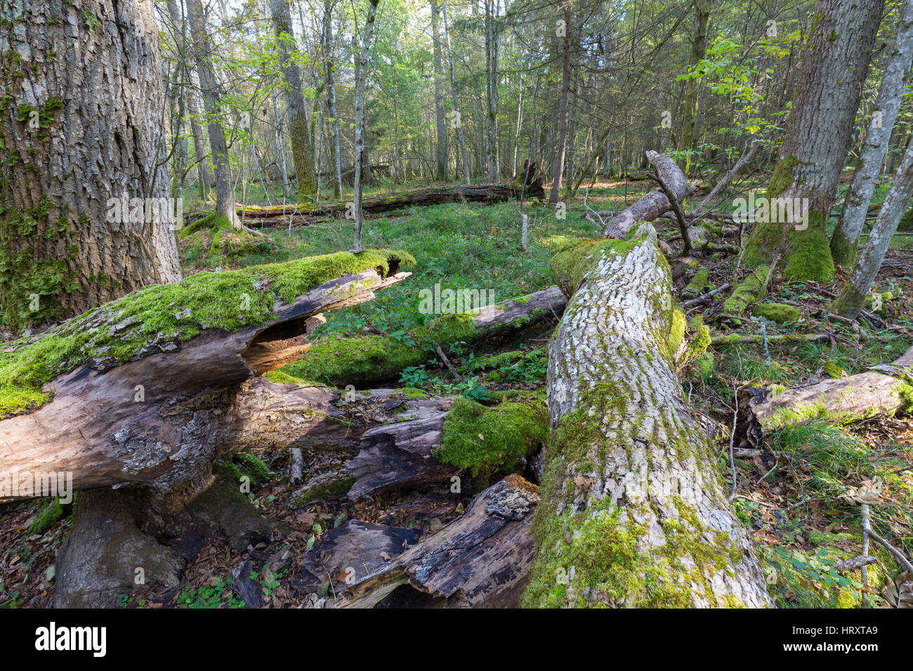 Old ash tree hi-res stock photography and images - Alamy