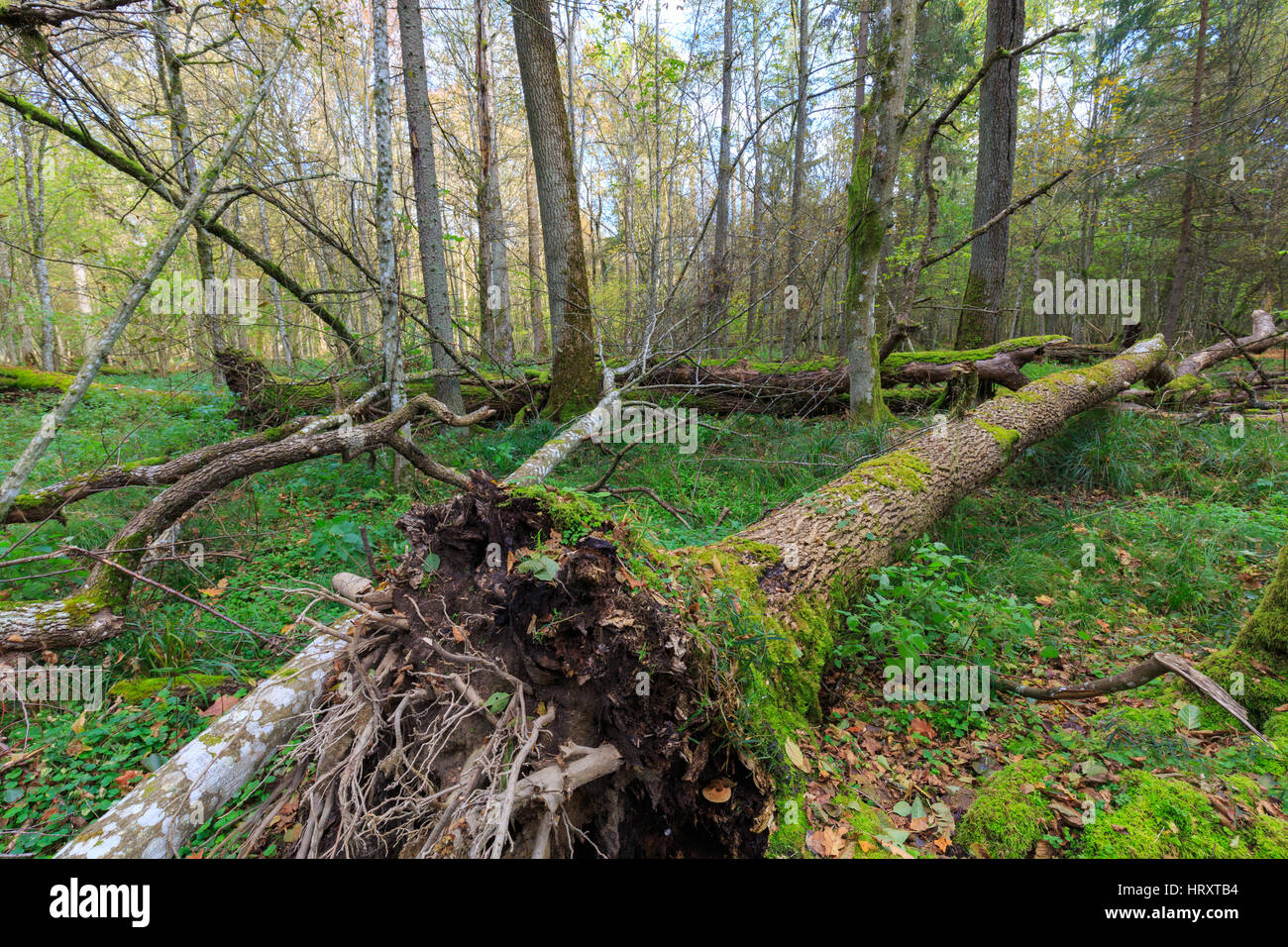 Old ash tree broken lying and old natural deciduous stand in fall ...