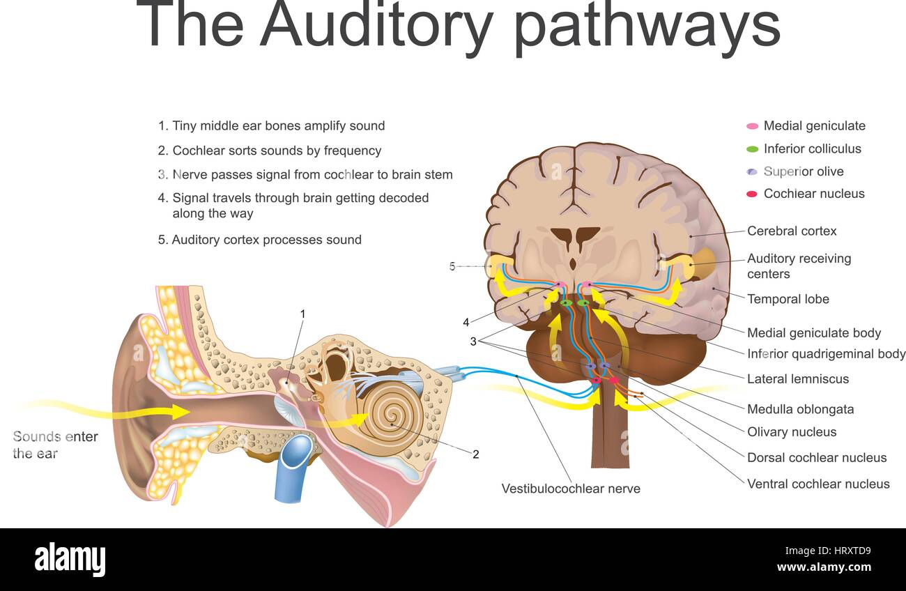 The auditory system is the sensory system for the sense of hearing. It includes both the sensory organs (the ears) and the auditory parts of the senso Stock Vector
