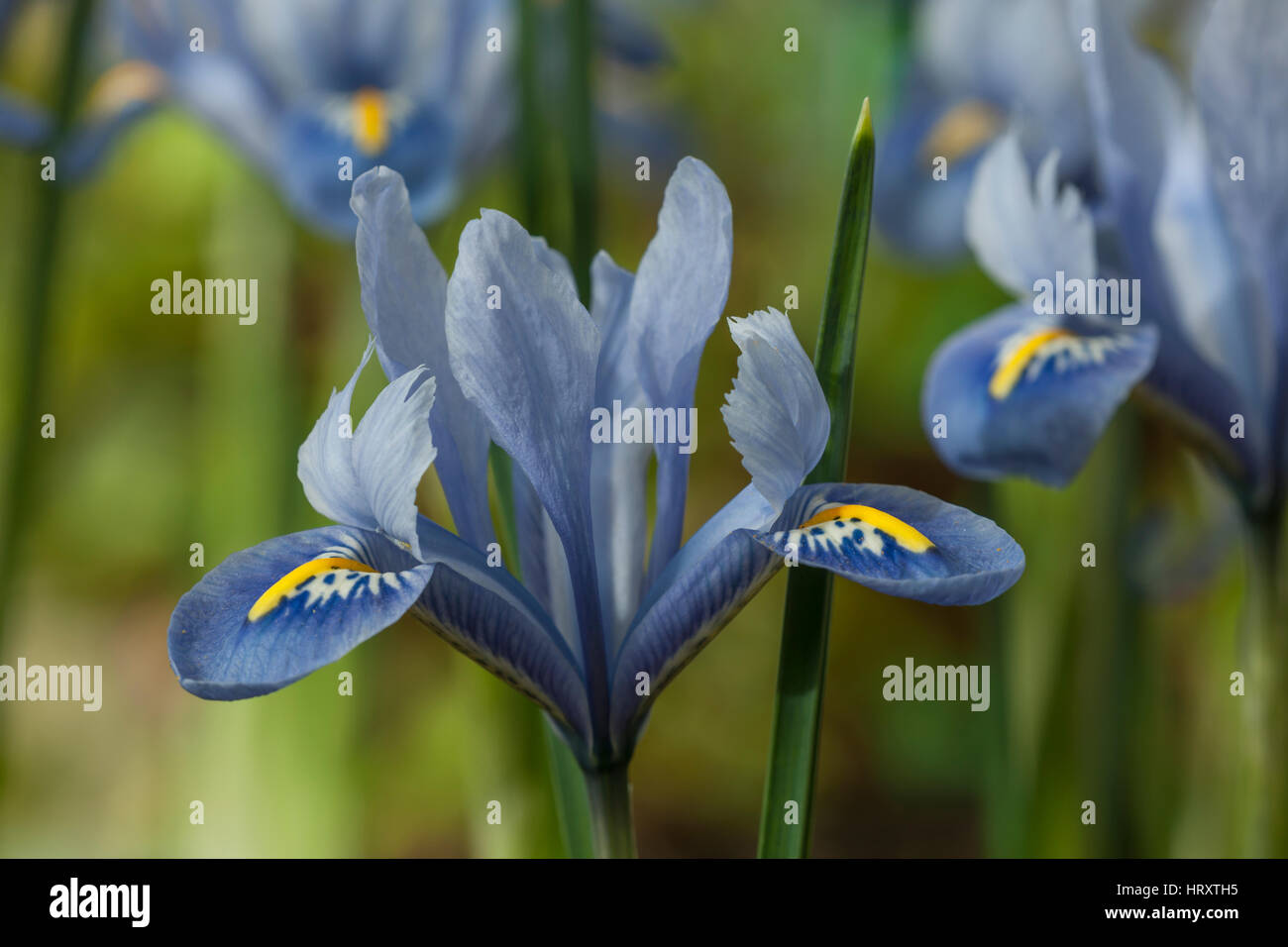 Iris reticulata 'Alida' Stock Photo