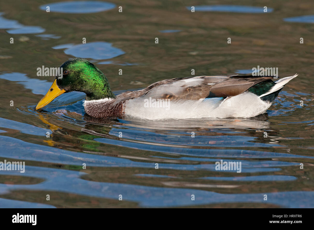 Mallard (Anas platyrhynchos) in the Nemi Lake , Lazio, Italy Stock Photo