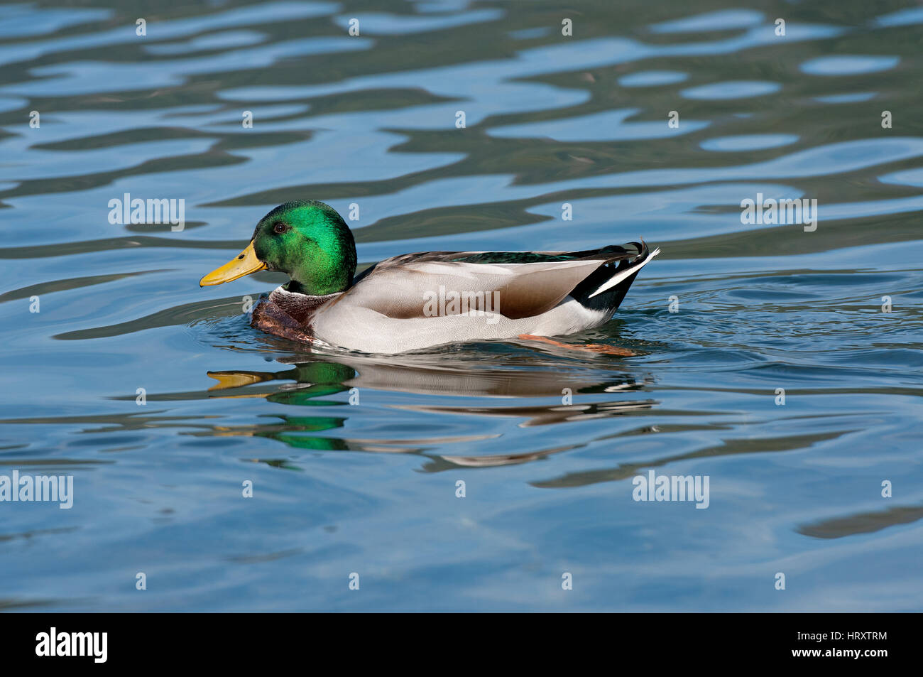 Mallard (Anas platyrhynchos) in the Nemi Lake , Lazio, Italy Stock Photo