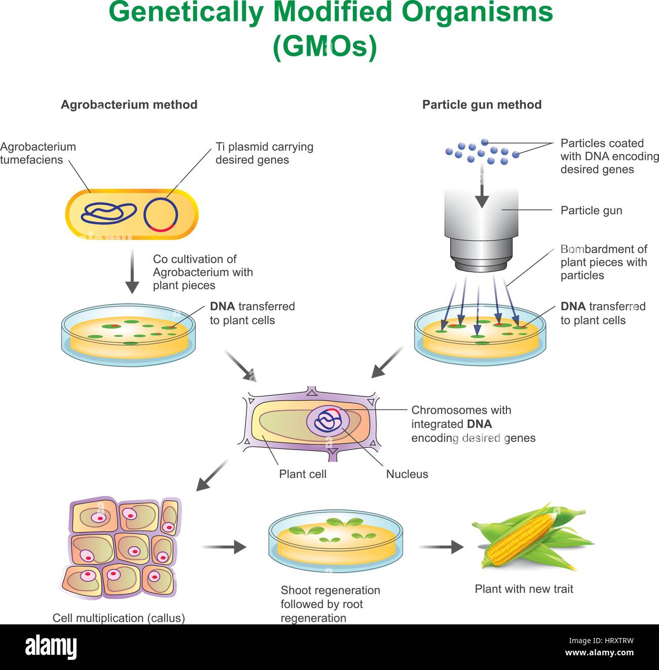 A genetically modified organism (GMO) is an organism or microorganism whose genetic material has been altered to contain a segment of DNA from another Stock Vector