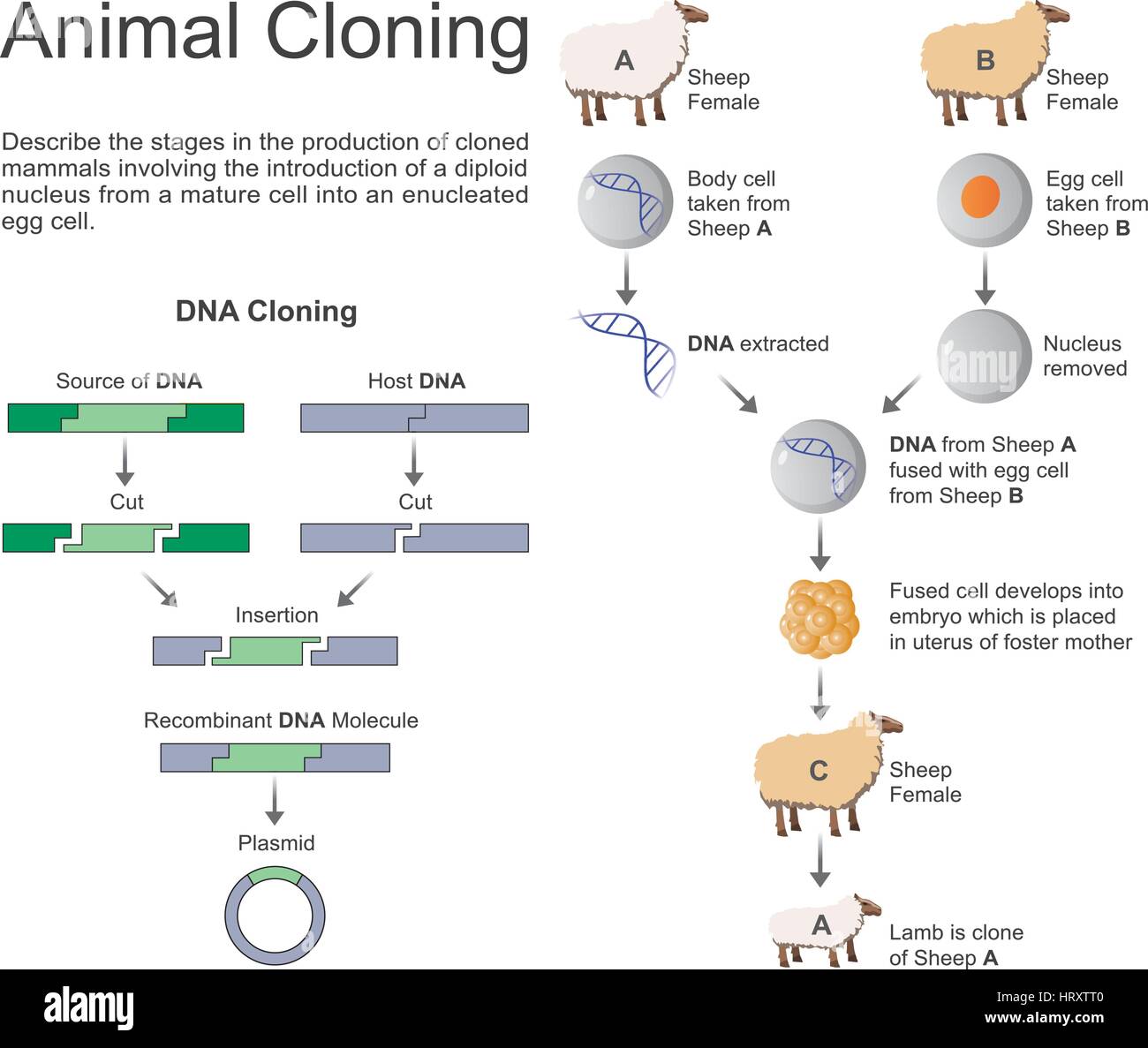 Cloning is the most recent evolution of selective assisted breeding in  animal husbandry. Cloning animals is a reliable way of reproducing superior  liv Stock Vector Image & Art - Alamy