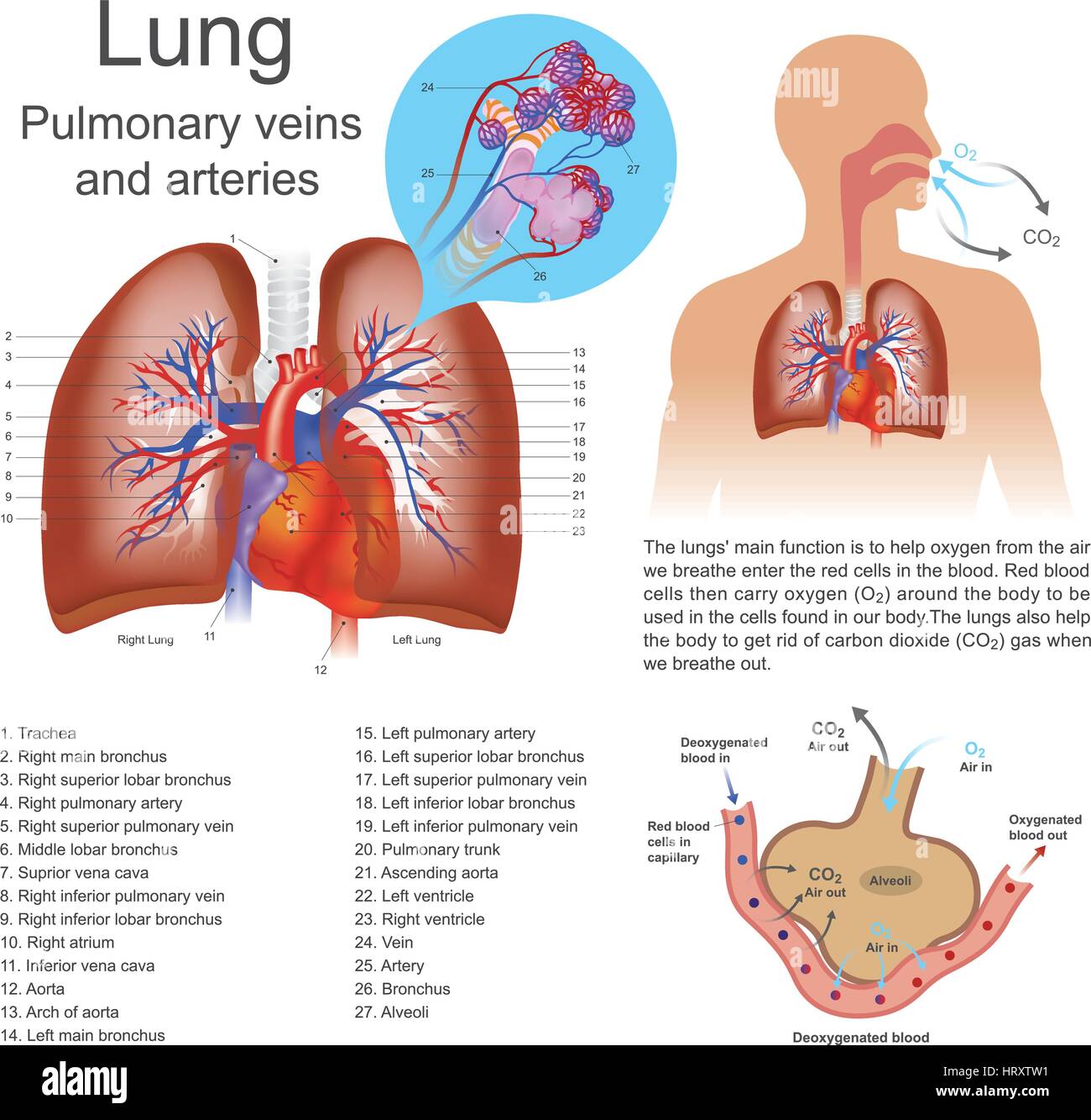 The lungs are the primary organs of respiration in humans and many other animals including a few fish and some snails. In mammals and most other verte Stock Vector