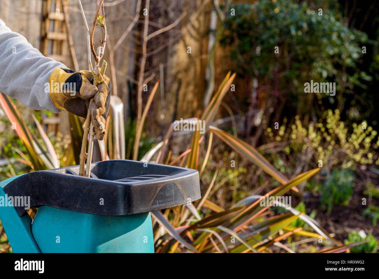 Man using garden shredder. Wearing gloves to protect hands as a safety precaution. Stock Photo