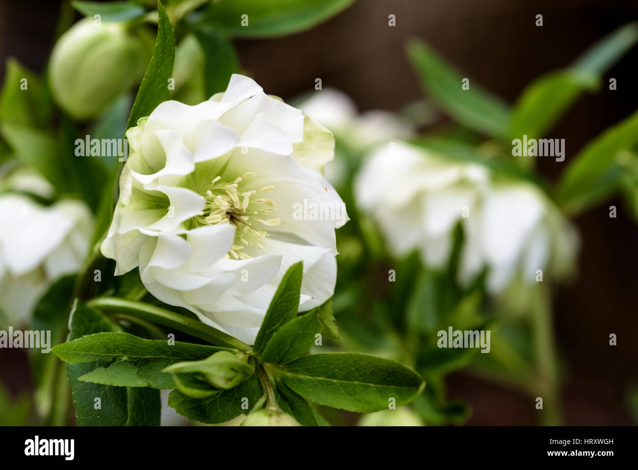 Helleborus x hybridus 'Double Ellen White' .Ranunculaceae Stock Photo