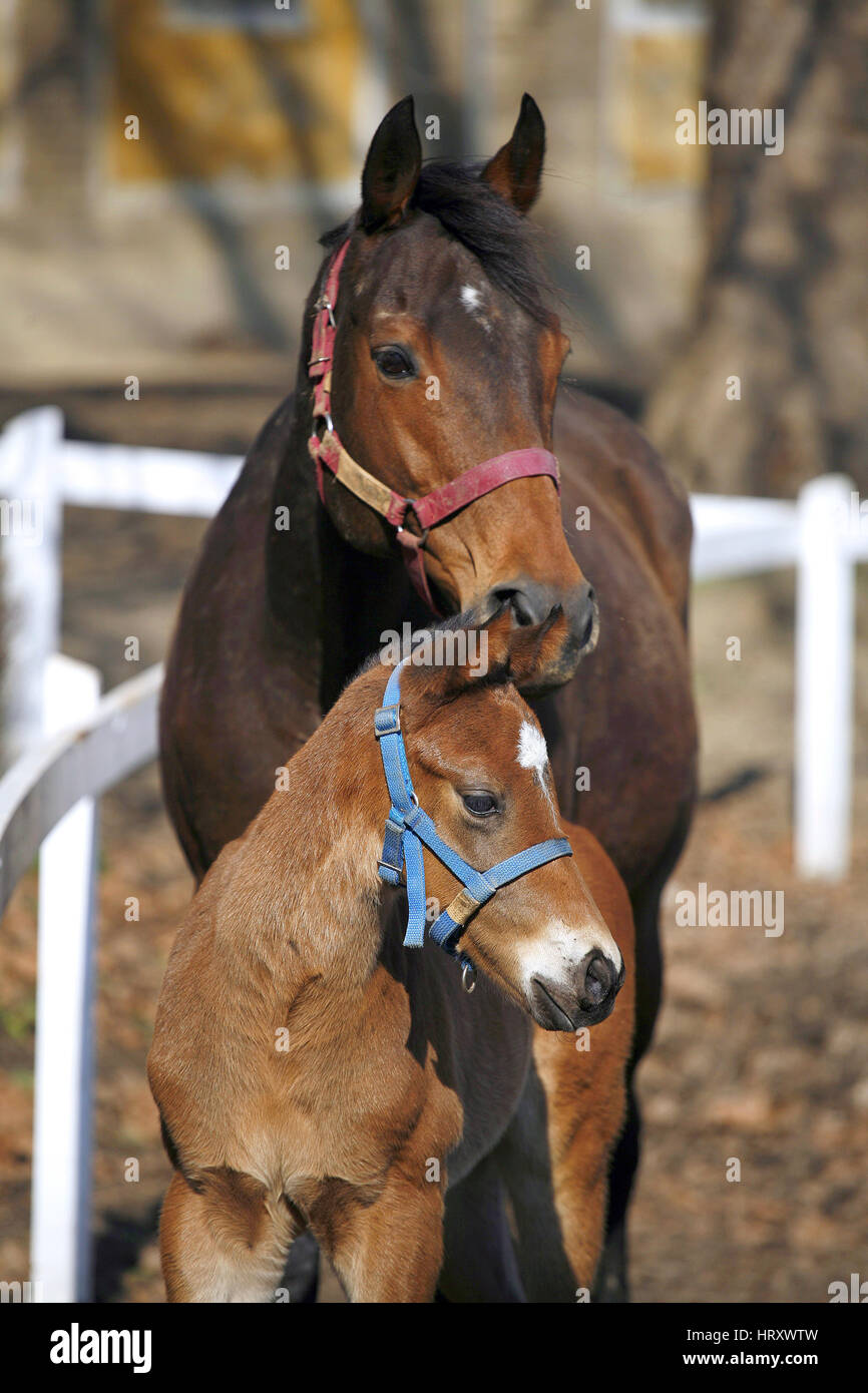 Beautiful few weeks old little filly grazing peaceful with her mare on ...