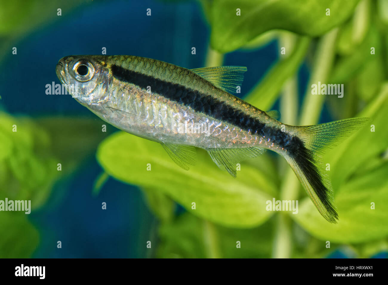 Portrait of freshwater tetra fish (Boehlkea fredcochui) in aquarium Stock Photo