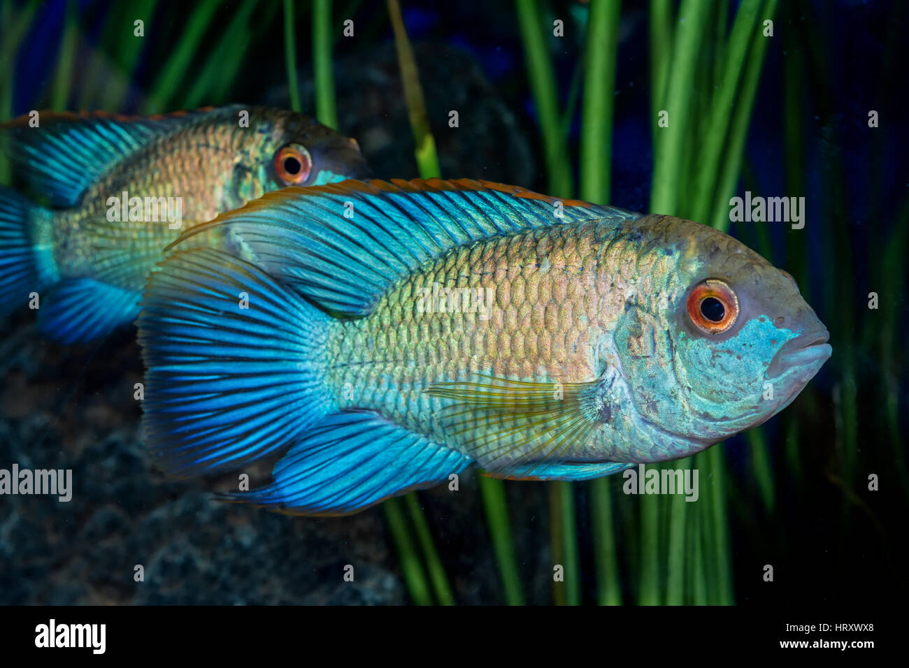 Portrait of freshwater cichlid fish (Andinoacara sp.) in aquarium Stock Photo