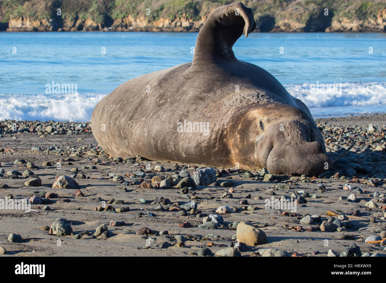 Wild Northern Elephant Seals (Mirounga angustirostris) on the beach at