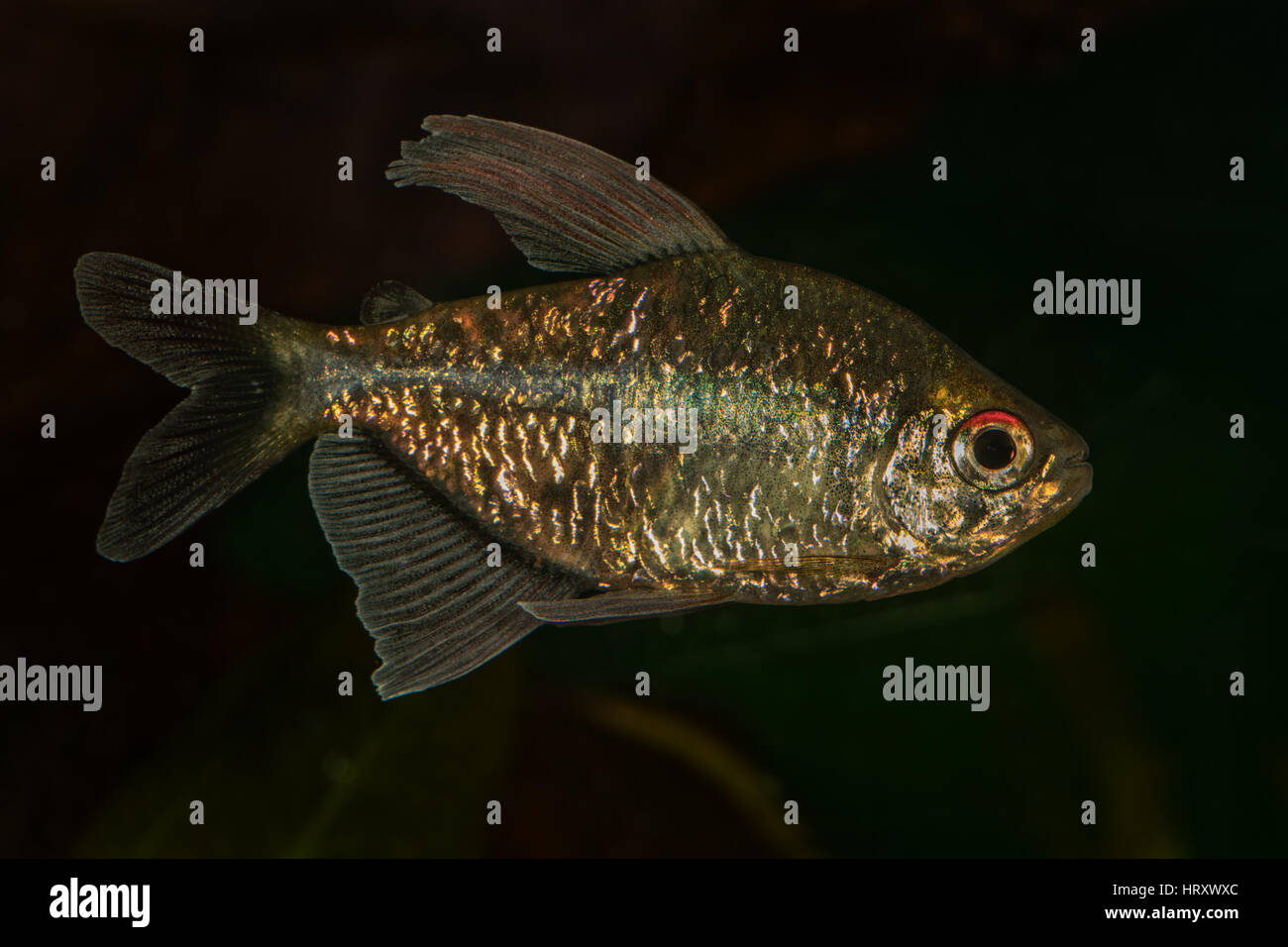 Portrait of freshwater tetra fish (Moenkhausia pittieri) in aquarium Stock Photo