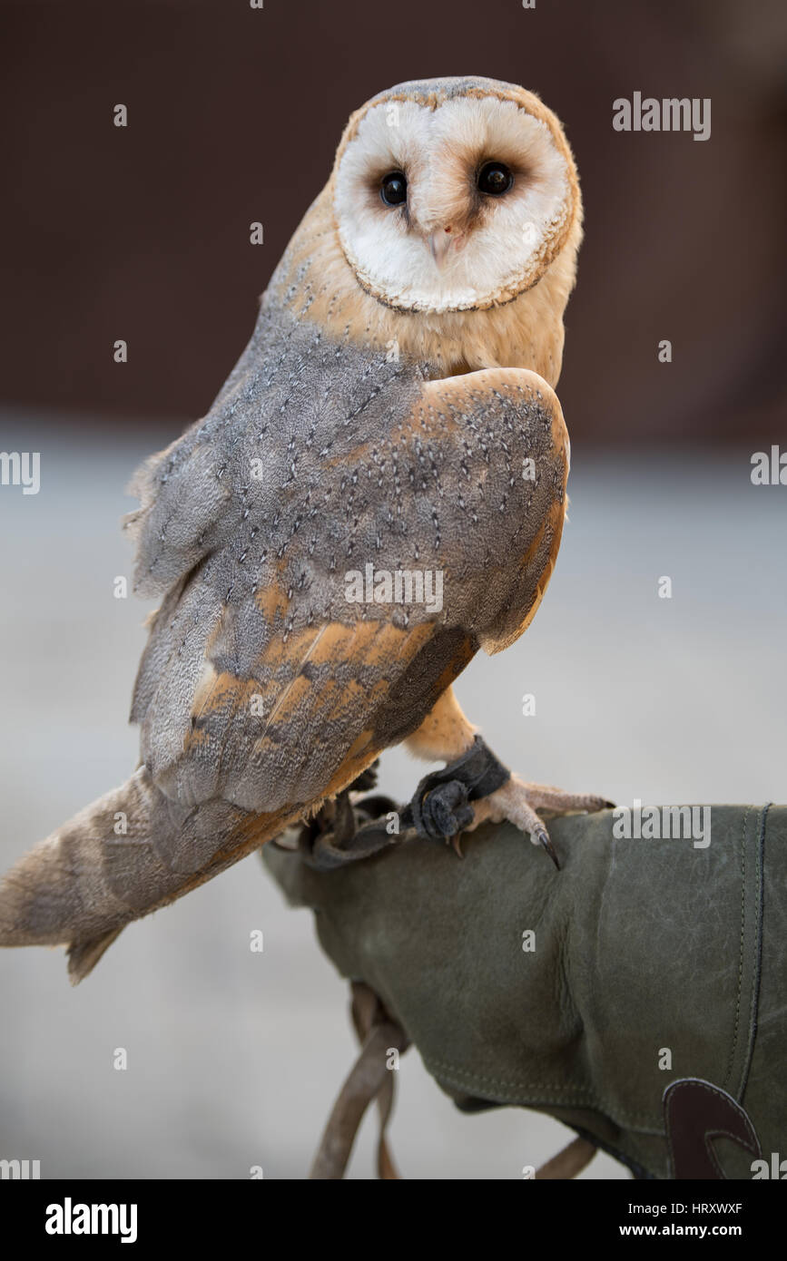 Barn owl on glove trainer hi-res stock photography and images - Alamy