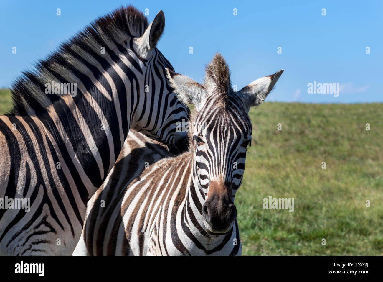 Cute zebras - Burchell's Zebra (Equus burchelli), Eastern Cape, South Africa Stock Photo