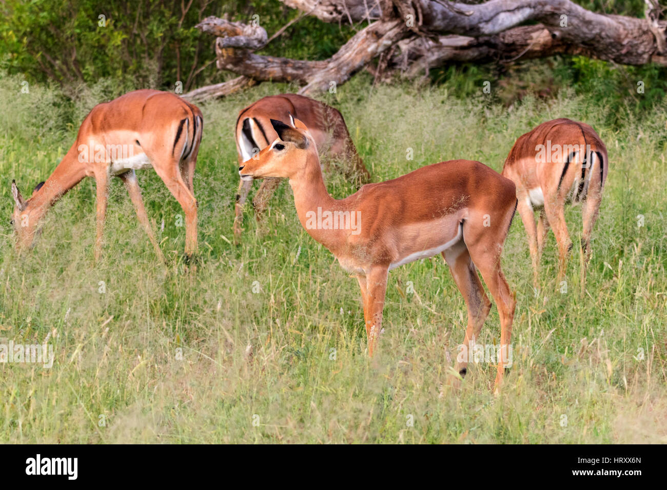 South african grasses hi-res stock photography and images - Alamy