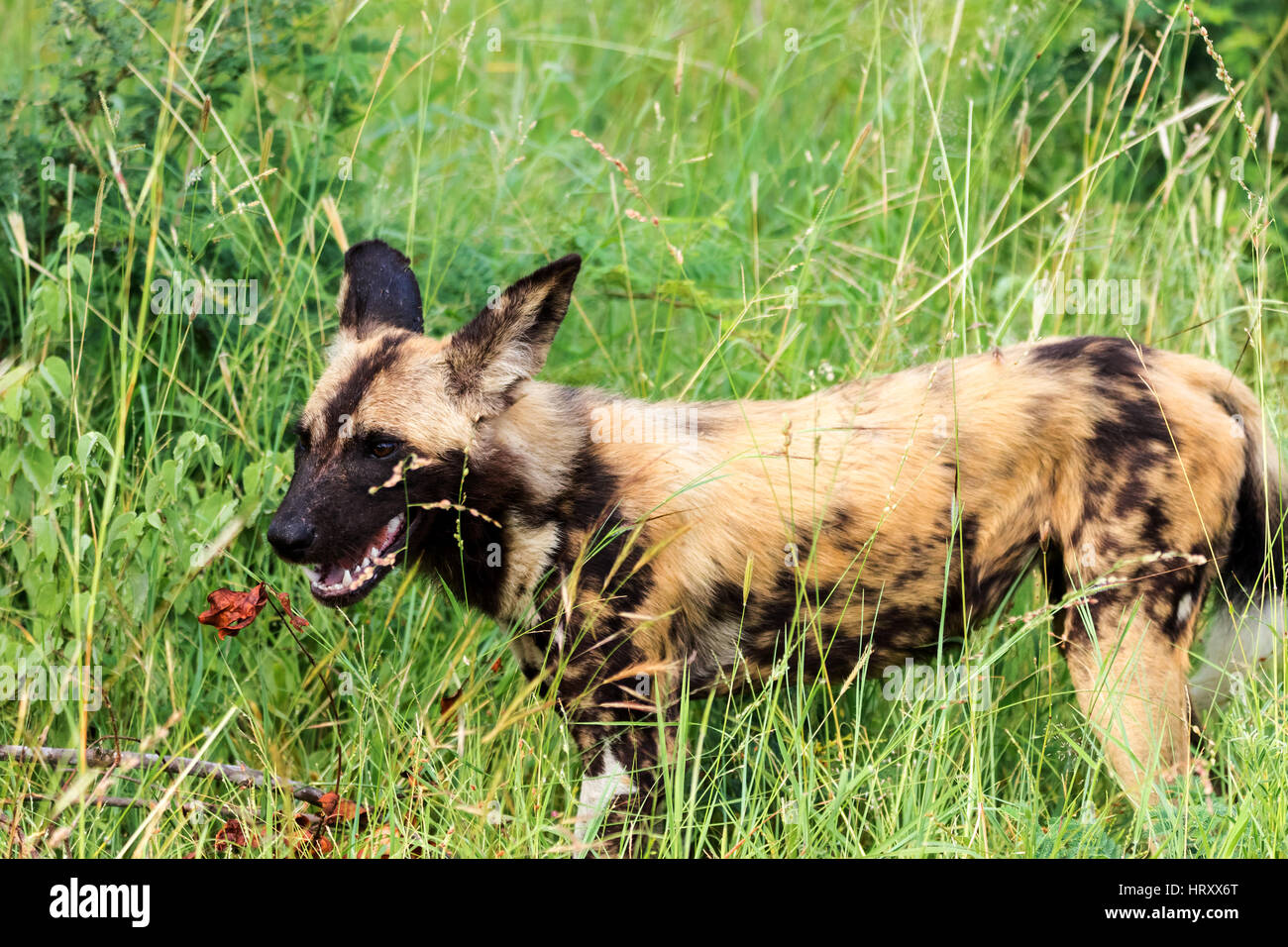 African wild dog or african painted dog(Lycaon pictus) - Kruger National Park - South Africa Stock Photo