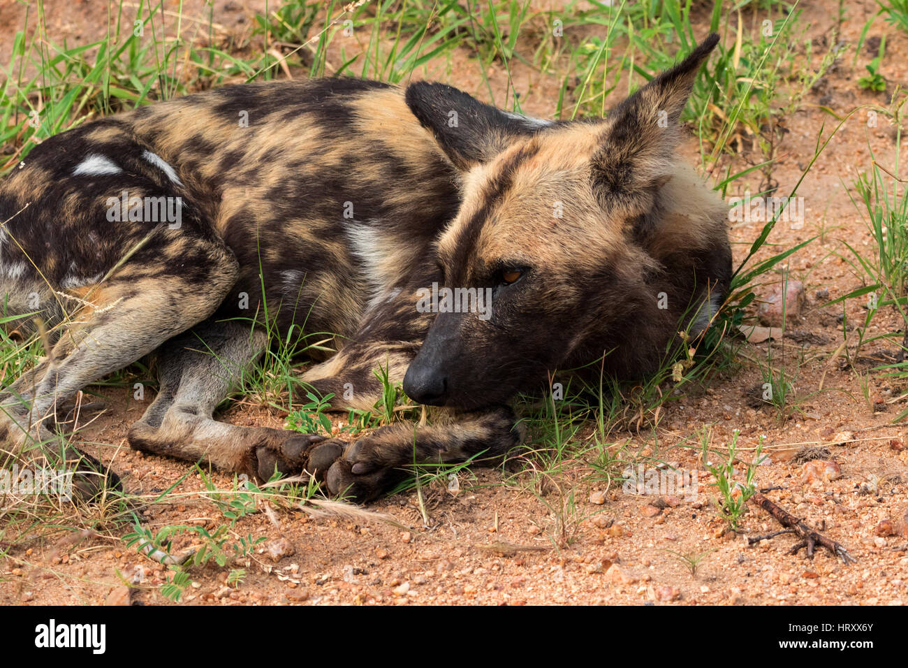 African wild dog or african painted dog, Kruger National Park, South Africa Stock Photo