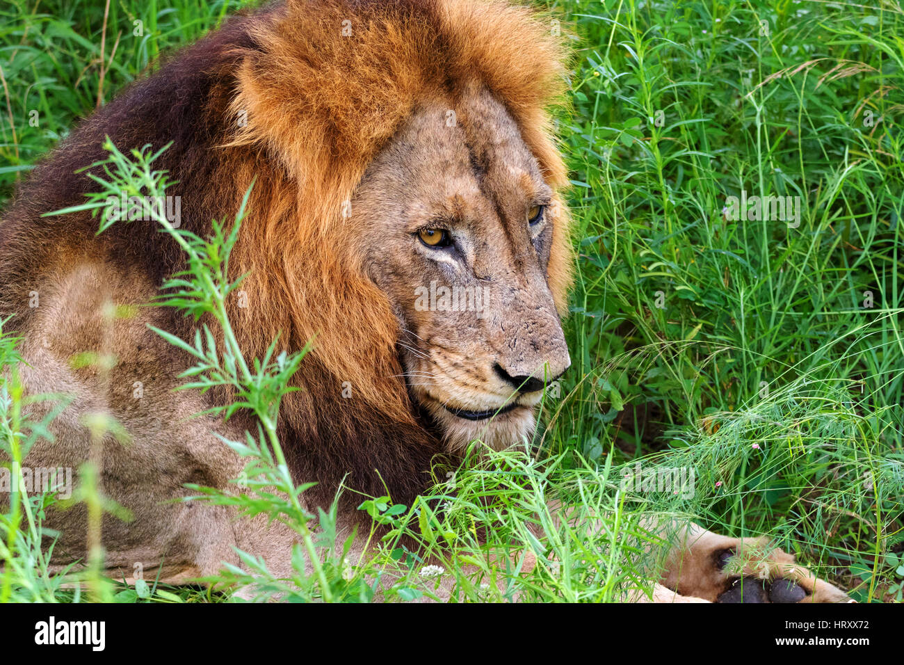 Lion male portrait - Transvaal lion (Panthera leo krugeri) also known as Southheast African lion, Kruger National Park, South Africa Stock Photo