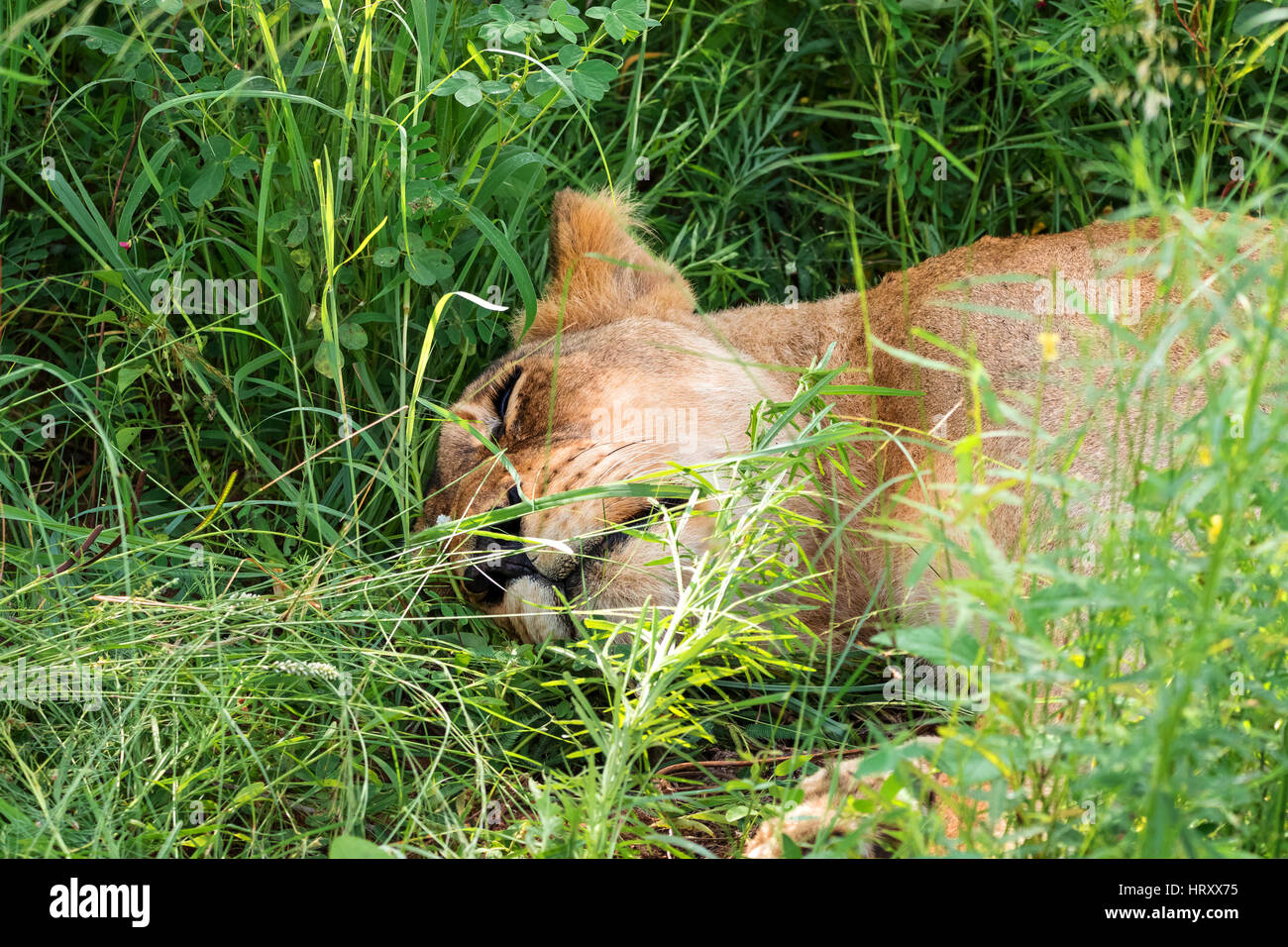 female lion lioness sleeping relaxed in the grass Stock Photo