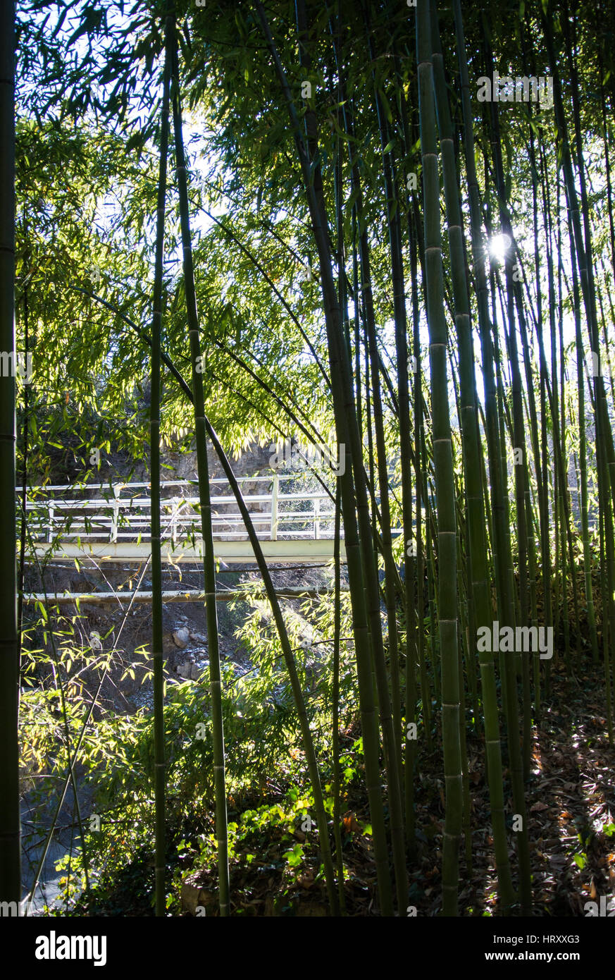 A background with bamboo stems and leaves, a white bridge and the sky at Tbilisi botanical garden, Georgia, Caucasus mountains. Stock Photo
