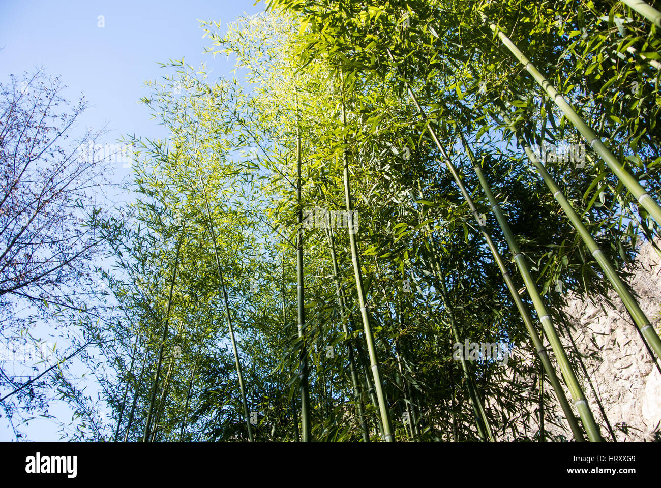 A background with bamboo stems and leaves and the sky at Tbilisi botanical garden, Georgia, Caucasus mountains. Stock Photo