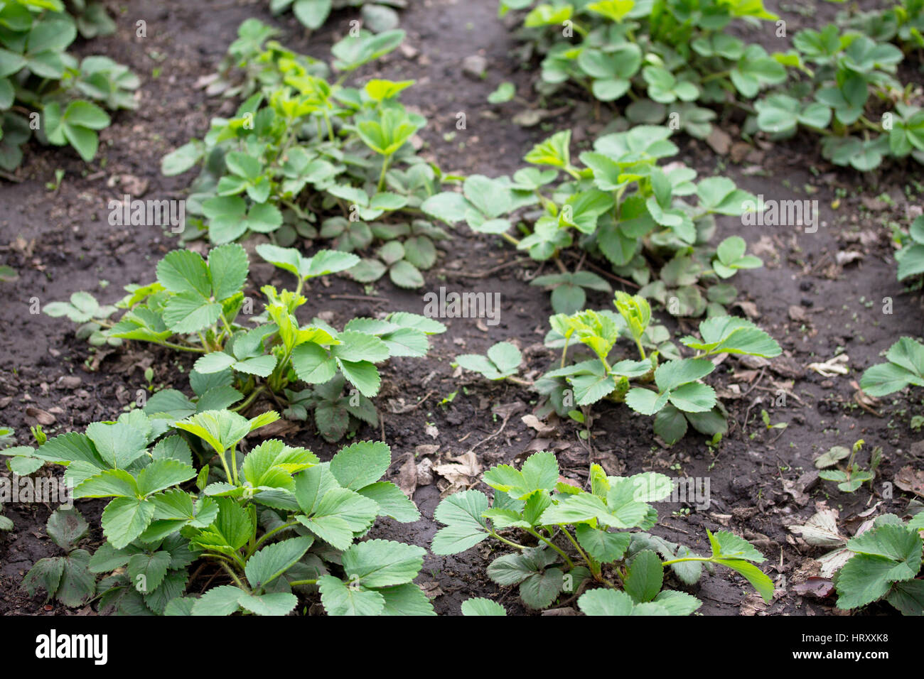 Bushes of garden strawberry outdoors closeup growing in the orchard on ...