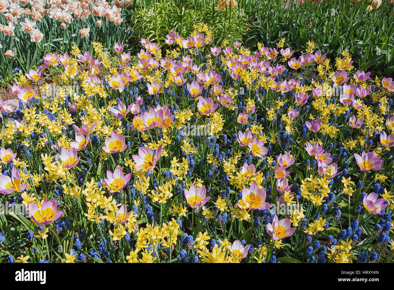 Flowerbed of spring flower bulbs in the Keukenhof park, Netherlands