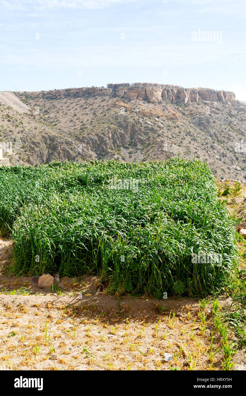 Oman Country Rice nature and color in oman the cultivation of rice plant hill Stock Photo ...