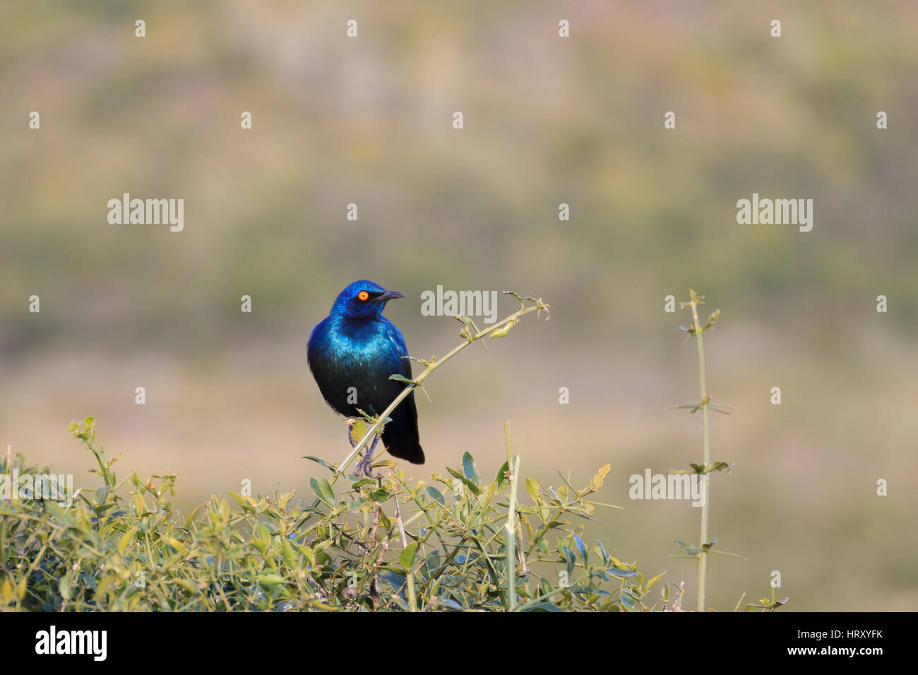South african bird. Greater blue-eared starling from Addo Elephant National Park.Nature detail Stock Photo