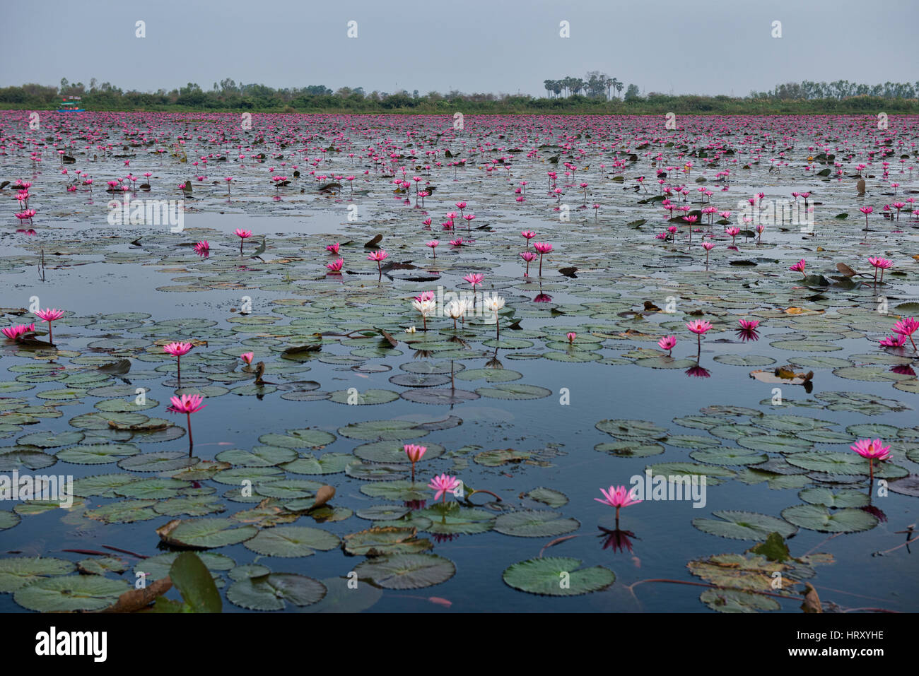 A sea of pink lotus flowers on Talay Bua Daeng, the lotus lake outside of Udon Thani, Thailand Stock Photo
