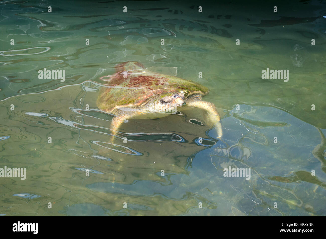 Turkish sea turtle swims into Fetheye fishing harbour in Turkey Stock ...