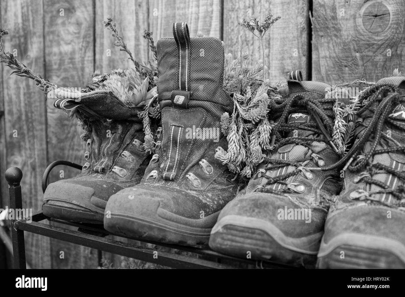 Boots with flowers in them Stock Photo - Alamy