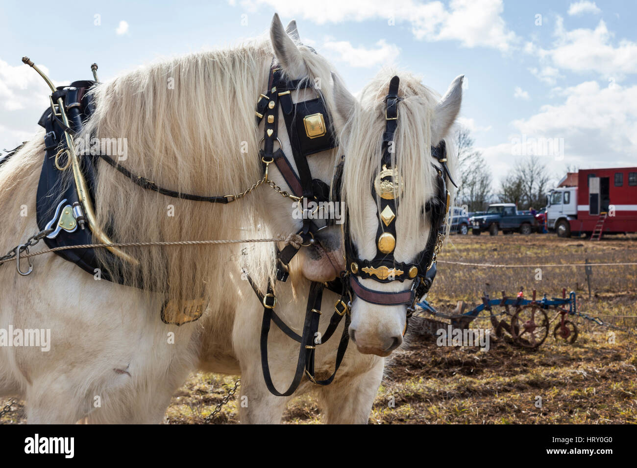 Shire horses at a ploughing match held in Trowbridge, Wiltshire, England, UK Stock Photo