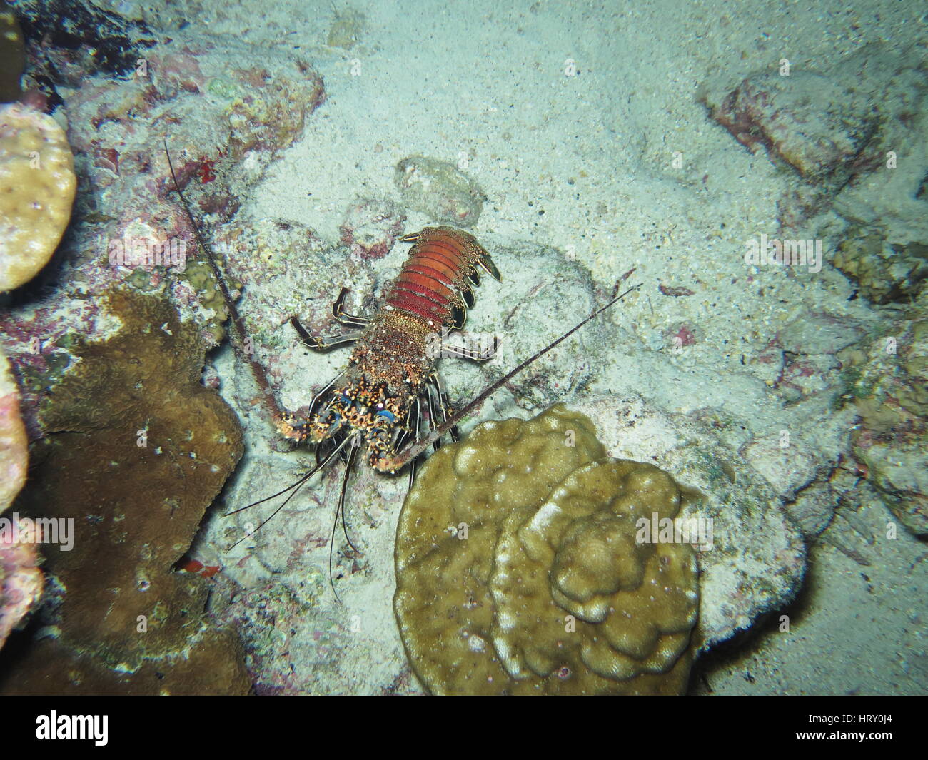 Spiny Lobster, Panulirus Penicillatus Stock Photo