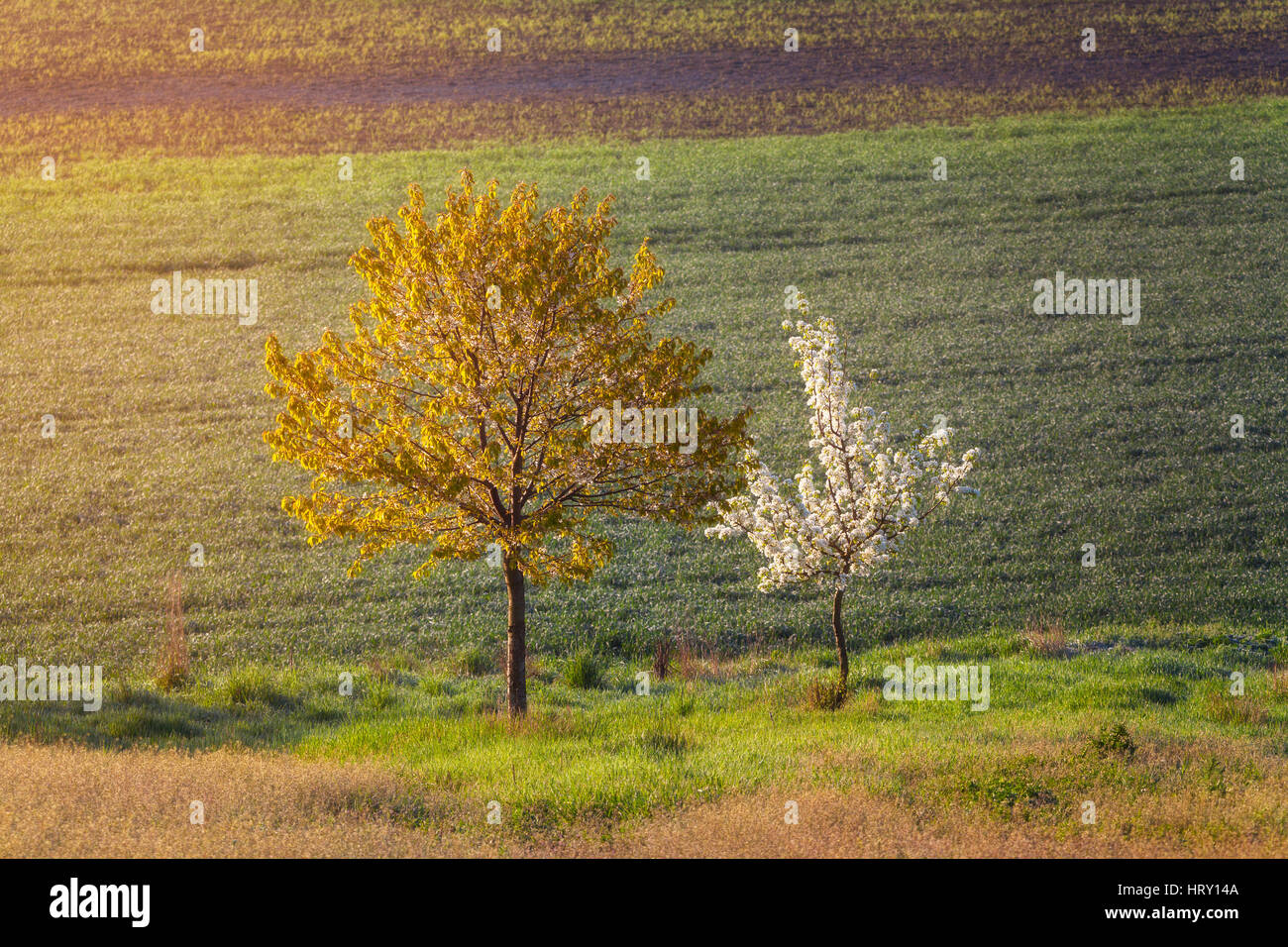 Blooming trees with flowers on the background of field at sunset. Spring landscape with woods, green grass and yellow sunlight. Natural background Stock Photo