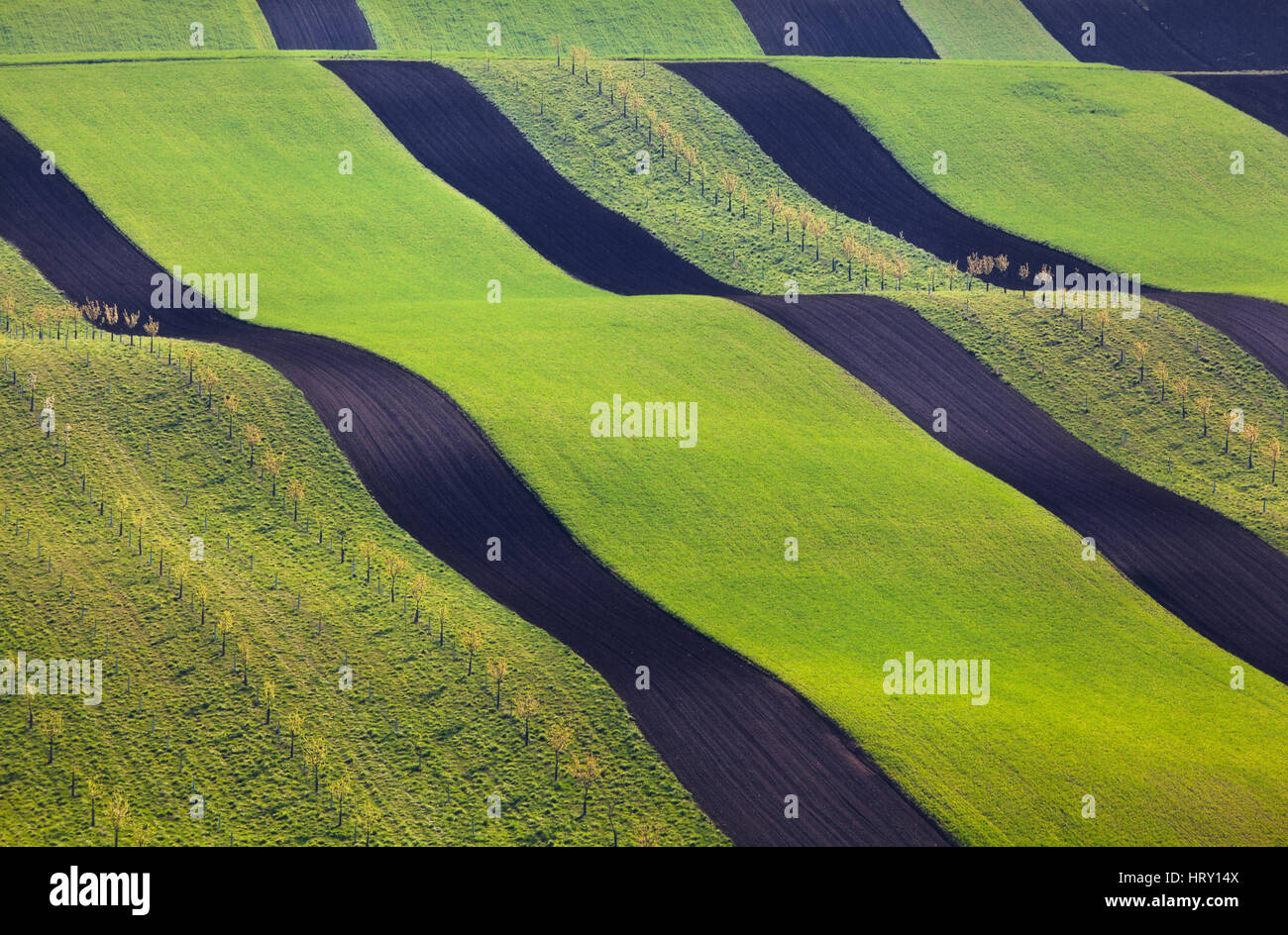 Wavy green fields in South Moravian, Czech republic. Striped rolling hills at sunset in spring. Minimalistic landscape with blossom green grass Stock Photo