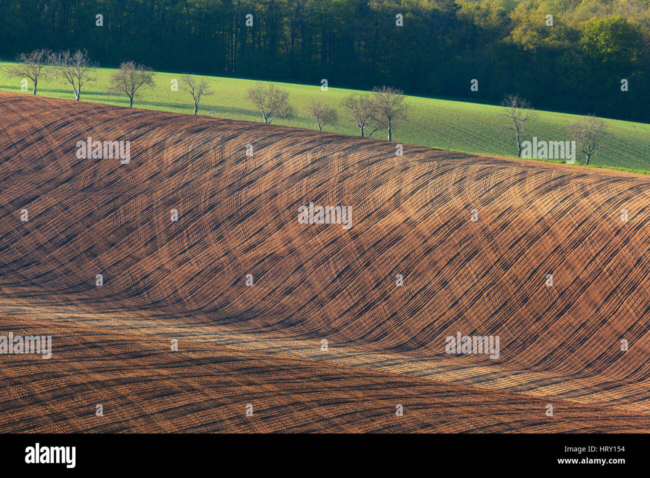 Beautiful minimalistic landscape with striped wavy fields of South Moravia at sunset. Abstract nature background with brown ground and trees. Rolling  Stock Photo
