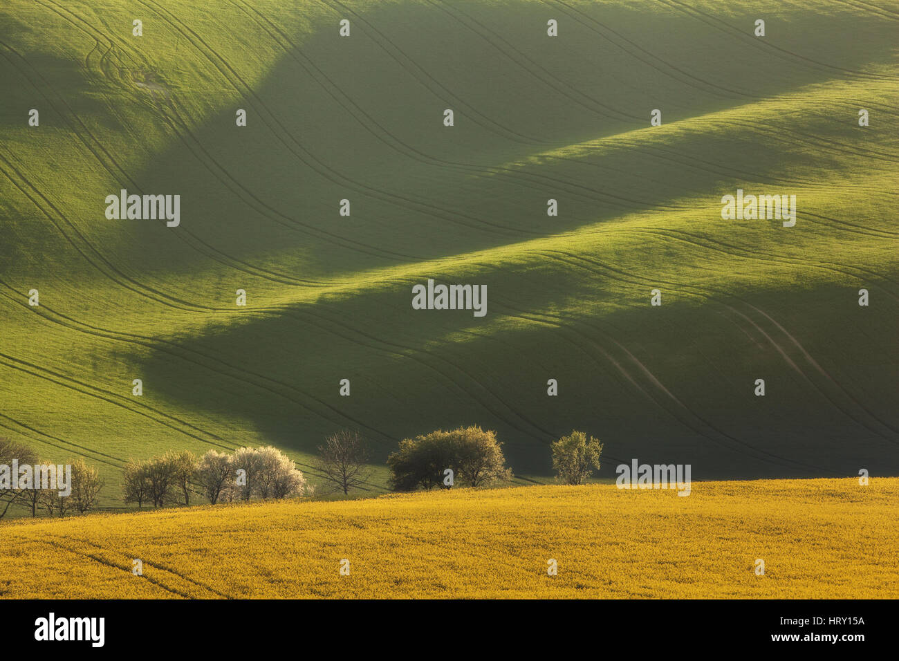 Blooming trees and yellow rapeseed field on the background of green wavy fields at sunset  in South Moravian, Czech republic. Landscape Stock Photo