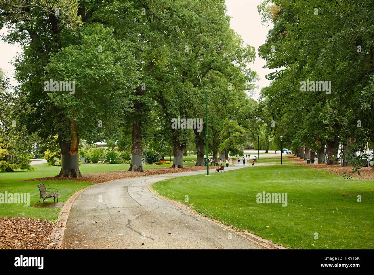 Green park with trees Stock Photo