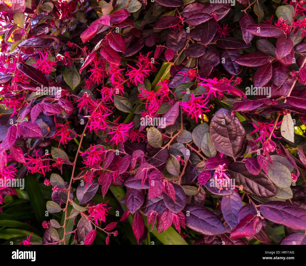 Loropetalum chinense, Jazz Hands Bold Stock Photo