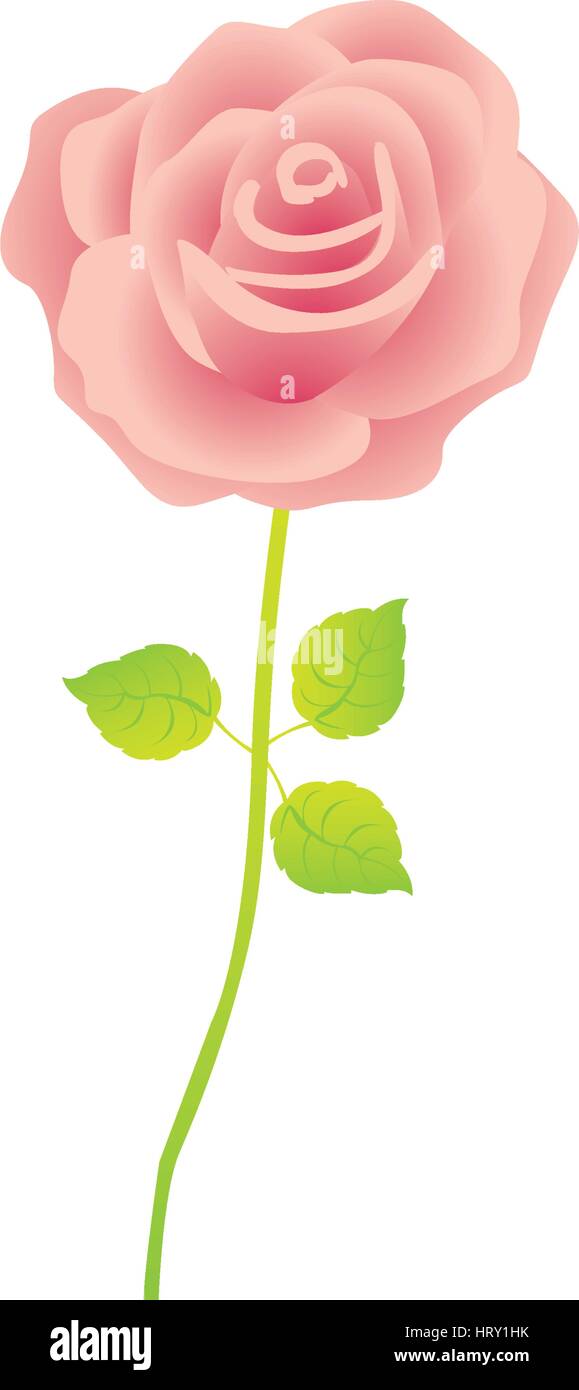 pink rose with stem and leaves floral design Stock Vector Image & Art ...