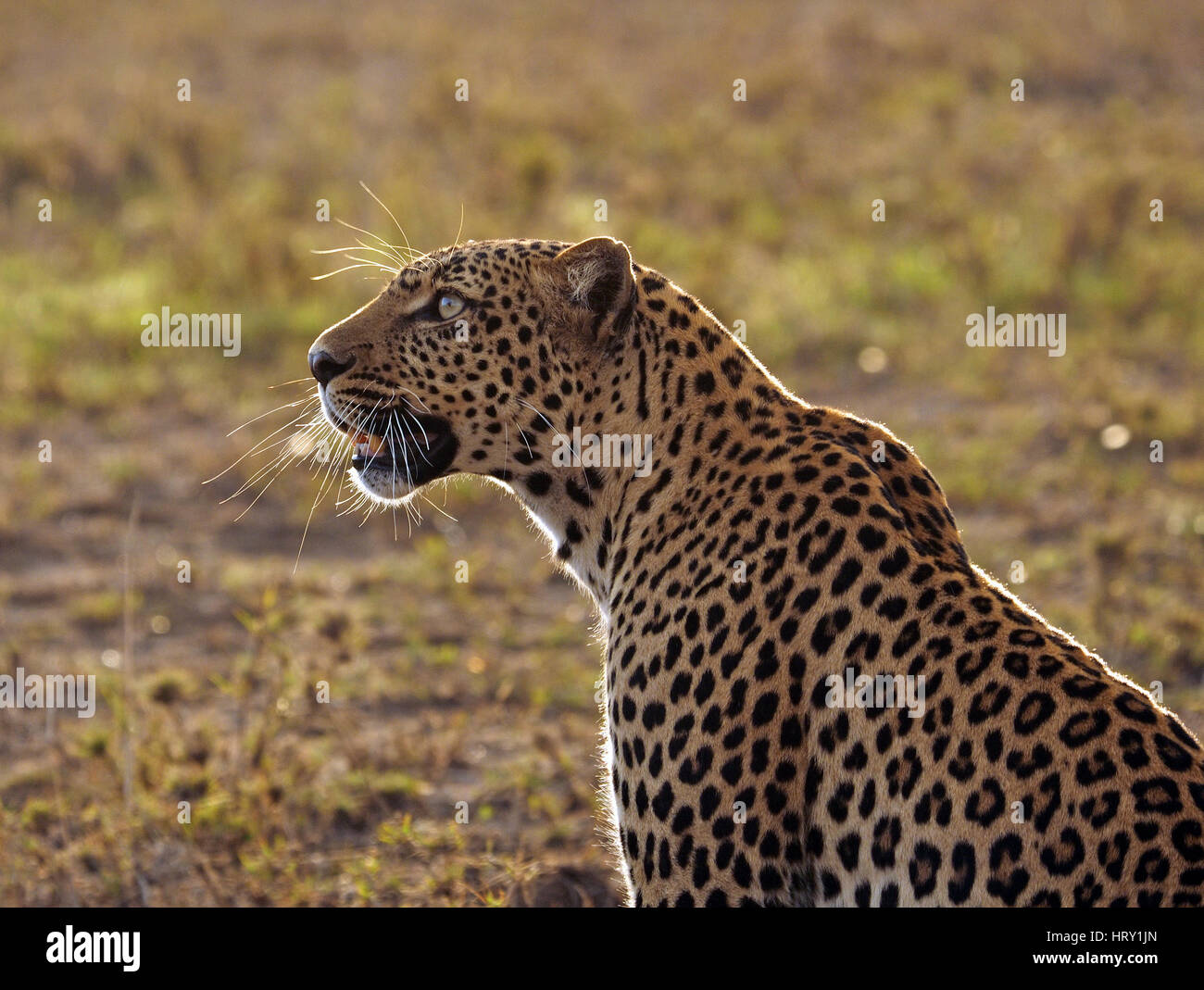 backlit Leopard (Panthera pardus) sitting on open ground in the Masai Mara Conservancies, Greater Mara, Kenya Africa showing long facial whiskers Stock Photo